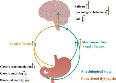 Altered Vagal Signaling and Its Pathophysiological Roles in Functional Dyspepsia